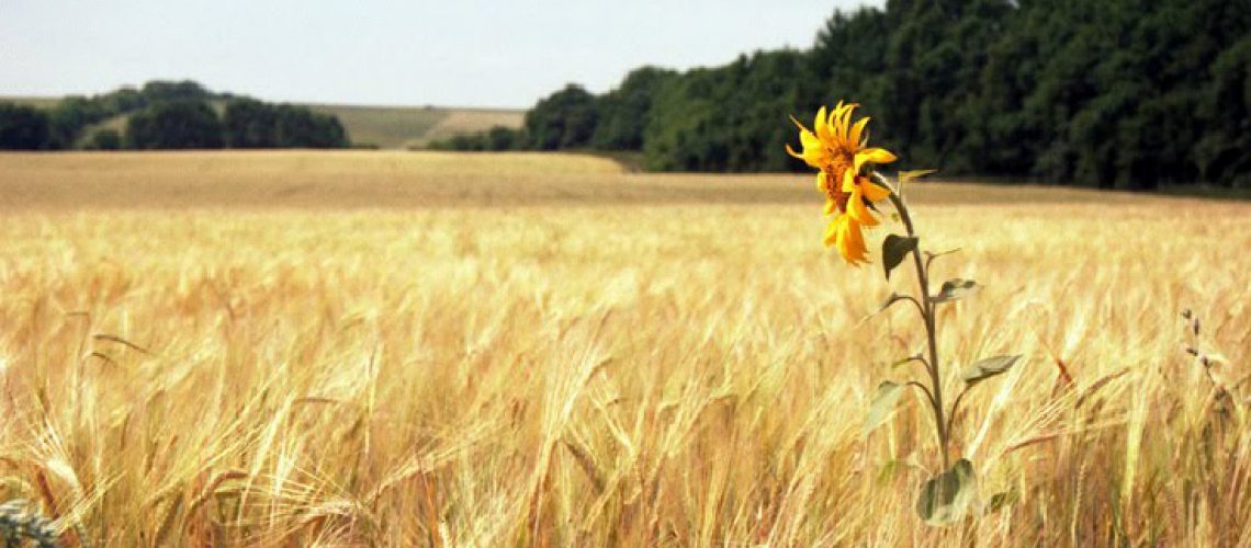 sunflower_net